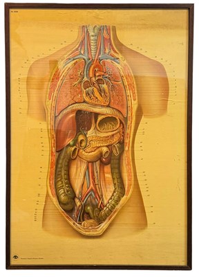 Lot 341 - OF ANATOMICAL INTEREST - VINTAGE MOUNTED CARD MUSEUM POSTER