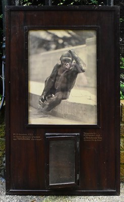Lot 190 - FORMER BRISTOL ZOO GARDENS - 1920S KODAK ADVERTISING DISPLAY CABINET