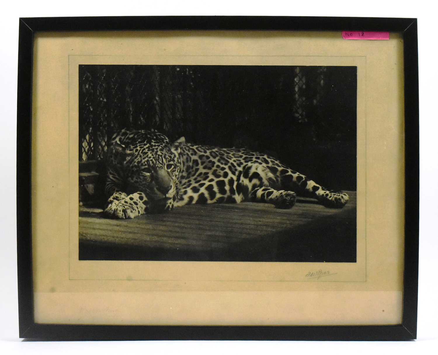 Lot 197 - FORMER BRISTOL ZOO GARDENS - VINTAGE FRAMED CABINET PHOTOGRAPH