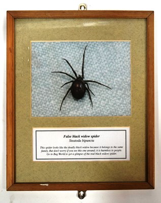 Lot 206 - FORMER BRISTOL ZOO GARDENS - BUG WORLD SPIDER IN THE TOILET PHOTOGRAPH