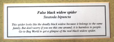 Lot 206 - FORMER BRISTOL ZOO GARDENS - BUG WORLD SPIDER IN THE TOILET PHOTOGRAPH