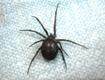 Lot 206 - FORMER BRISTOL ZOO GARDENS - BUG WORLD SPIDER IN THE TOILET PHOTOGRAPH