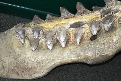 Lot 209 - FORMER BRISTOL ZOO GARDENS - LARGE LIFESIZE SHARK'S JAW DISPLAY