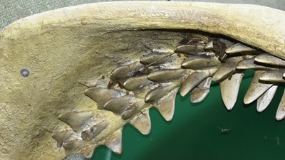 Lot 209 - FORMER BRISTOL ZOO GARDENS - LARGE LIFESIZE SHARK'S JAW DISPLAY