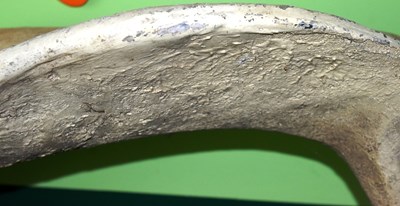 Lot 209 - FORMER BRISTOL ZOO GARDENS - LARGE LIFESIZE SHARK'S JAW DISPLAY