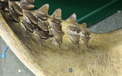 Lot 209 - FORMER BRISTOL ZOO GARDENS - LARGE LIFESIZE SHARK'S JAW DISPLAY