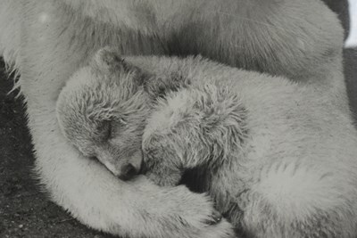 Lot 211 - FORMER BRISTOL ZOO GARDENS - 1960S LARGE PHOTOGRAPH OF SEBASTIAN THE POLAR BEAR