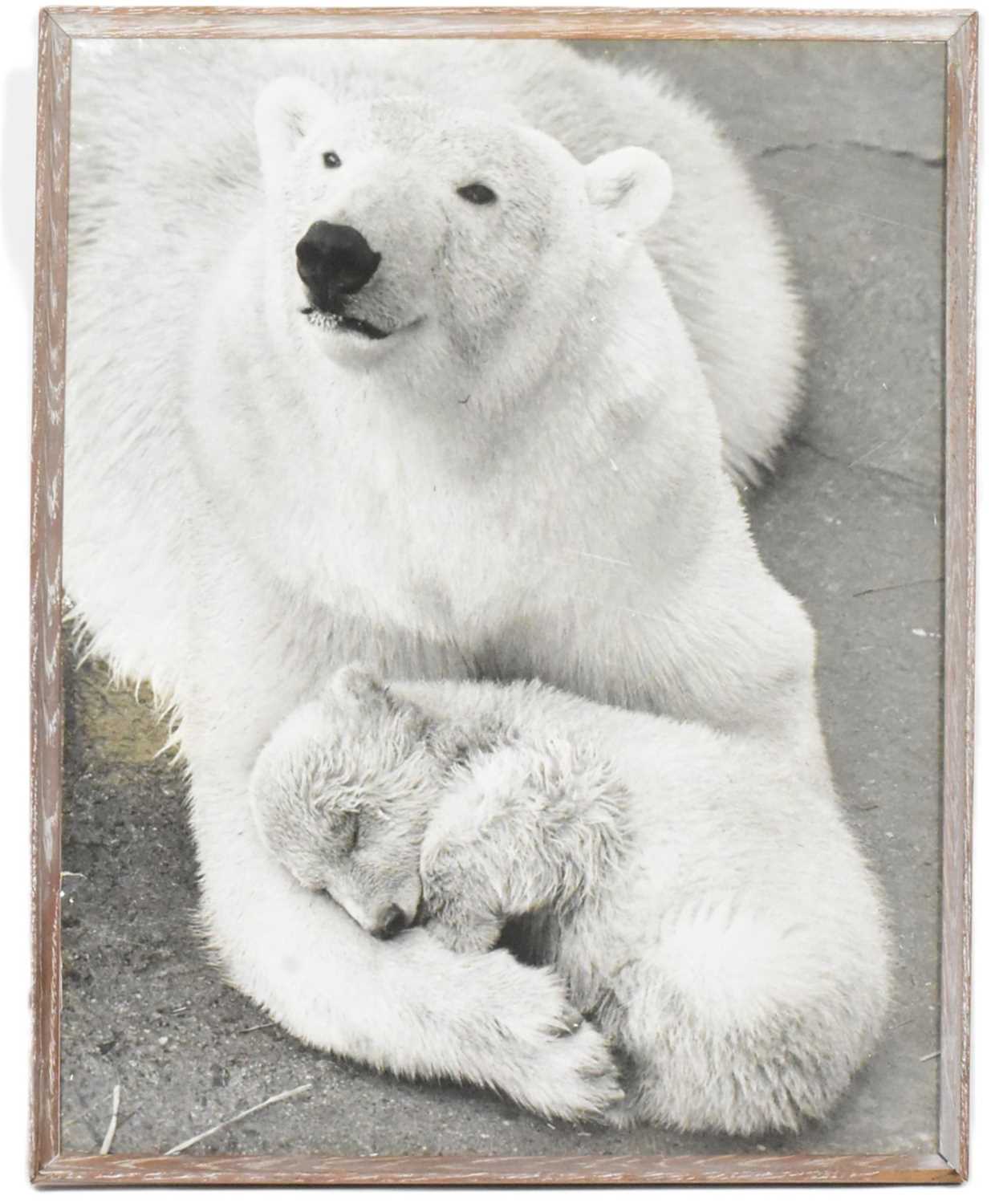 Lot 211 - FORMER BRISTOL ZOO GARDENS - 1960S LARGE PHOTOGRAPH OF SEBASTIAN THE POLAR BEAR