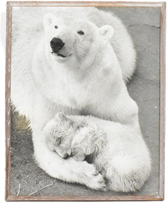 Lot 211 - FORMER BRISTOL ZOO GARDENS - 1960S LARGE PHOTOGRAPH OF SEBASTIAN THE POLAR BEAR