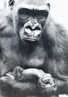 Lot 214 - FORMER BRISTOL ZOO GARDENS - VINTAGE FRAMED GORILLA PHOTOS