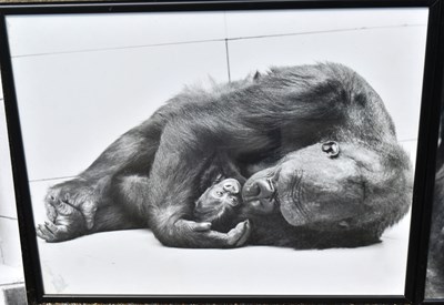 Lot 214 - FORMER BRISTOL ZOO GARDENS - VINTAGE FRAMED GORILLA PHOTOS