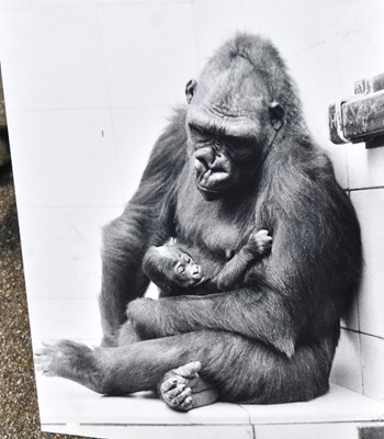 Lot 214 - FORMER BRISTOL ZOO GARDENS - VINTAGE FRAMED GORILLA PHOTOS