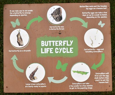 Lot 235 - FORMER BRISTOL ZOO GARDENS - ORIGINAL BUTTERFLY FOREST SIGNS