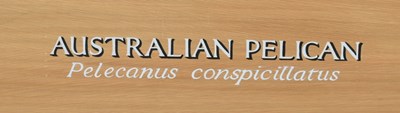 Lot 238 - FORMER BRISTOL ZOO GARDENS - 'AUSTRALIAN PELICAN' - SUSAN JANE 1998 - PAINTING