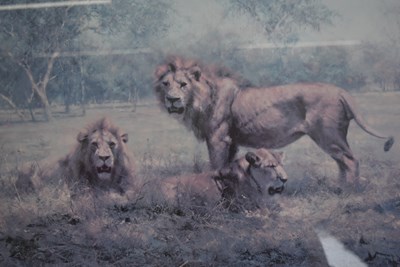 Lot 254 - FORMER BRISTOL ZOO GARDENS - DAVID SHEPHERD (1931-2017) - EVENING IN THE LUANGWA