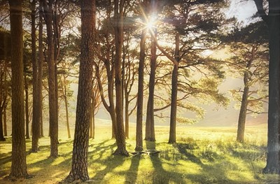 Lot 509 - MIKE SHEPHERD - LARGE WOODLAND PRINT