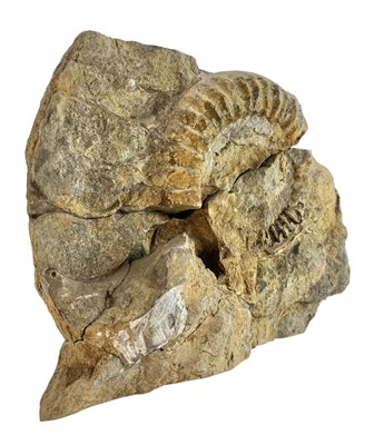 Lot 111 - VERY LARGE AMMONITE FOSSIL