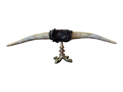 Lot 247 - 20TH CENTURY LARGE TAXIDERMY BULL HORN ON BRASS STAND