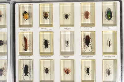 Lot 586 - REAL LIFE BUGS - NATIONAL GEOGRAPHIC RESIN BUGS & SUBSCRIPTION MAGAZINES