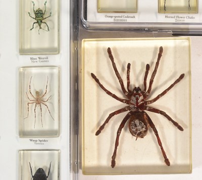 Lot 586 - REAL LIFE BUGS - NATIONAL GEOGRAPHIC RESIN BUGS & SUBSCRIPTION MAGAZINES
