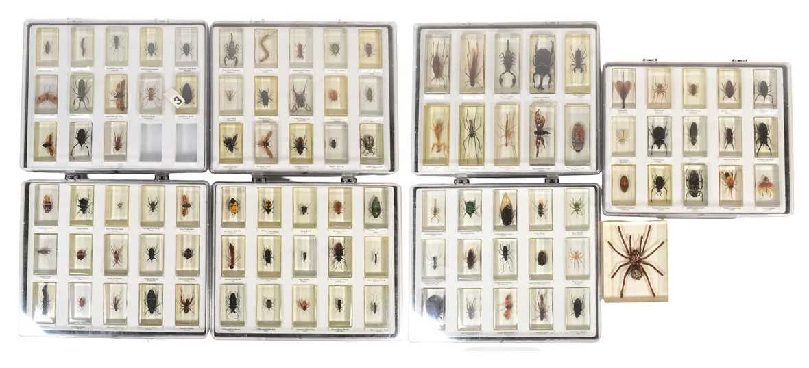 Lot 586 - REAL LIFE BUGS - NATIONAL GEOGRAPHIC RESIN BUGS & SUBSCRIPTION MAGAZINES