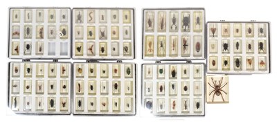 Lot 586 - REAL LIFE BUGS - NATIONAL GEOGRAPHIC RESIN BUGS & SUBSCRIPTION MAGAZINES