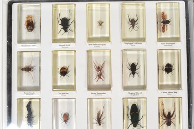 Lot 586 - REAL LIFE BUGS - NATIONAL GEOGRAPHIC RESIN BUGS & SUBSCRIPTION MAGAZINES