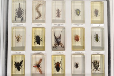 Lot 586 - REAL LIFE BUGS - NATIONAL GEOGRAPHIC RESIN BUGS & SUBSCRIPTION MAGAZINES