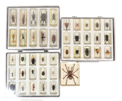Lot 586 - REAL LIFE BUGS - NATIONAL GEOGRAPHIC RESIN BUGS & SUBSCRIPTION MAGAZINES