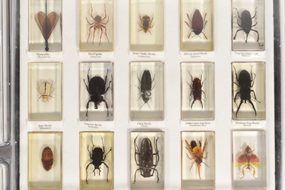 Lot 586 - REAL LIFE BUGS - NATIONAL GEOGRAPHIC RESIN BUGS & SUBSCRIPTION MAGAZINES