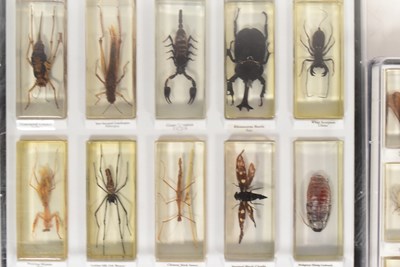 Lot 586 - REAL LIFE BUGS - NATIONAL GEOGRAPHIC RESIN BUGS & SUBSCRIPTION MAGAZINES