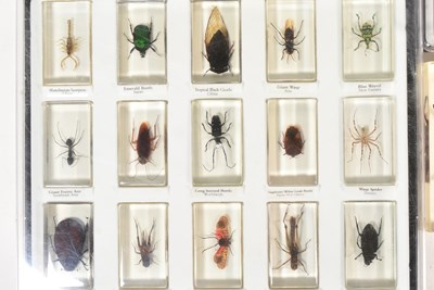 Lot 586 - REAL LIFE BUGS - NATIONAL GEOGRAPHIC RESIN BUGS & SUBSCRIPTION MAGAZINES