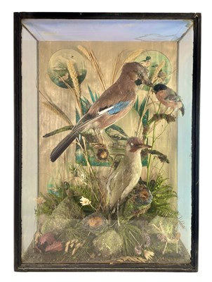 Lot 24 - TAXIDERMY INTEREST - CASED DISPLAY OF JAY & WOODPECKER WITH LEWIS HUTTON LABEL