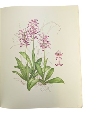 Lot 87 - HUNT, P. FRANCIS - 1973 ORCHIDACEAE, SIGNED LIMITED EDITION, COLOUR PLATES, SCARCE UNBOUND COPY