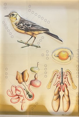 Lot 459 - OF ANATOMICAL INTEREST - VINTAGE IN RELIEF POSTER OF BIRD