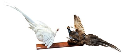 Lot 20 - TAXIDERMY INTEREST - DISPLAY OF WHITE & MELANISTIC RINGNECK PHEASANTS FIGHTING