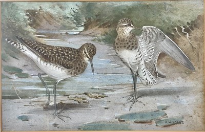 Lot 332 - ALLEN WILLIAM SEABY (1867-1953) - WATERCOLOUR PAINTING OF SANDPIPERS
