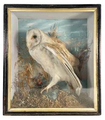 Lot 10 - VICTORIAN CIRCA 1870S CASED TAXIDERMY BARN OWL (TYTO ALBA)
