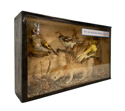 Lot 34 - ROGUE / DEFORMED TAXIDERMY - CASED TWO FACED KITTEN WITH BIRDS