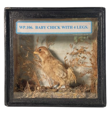 Lot 44 - ROGUE / DEFORMED TAXIDERMY - CASED BABY CHICK WITH FOUR LEGS