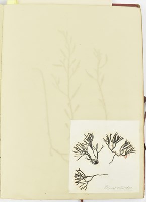 Lot 50 - PHYCOLOGY. VICTORIAN ALBUM OF PRESSED SEAWEED SPECIMENS FROM TORQUAY 1858