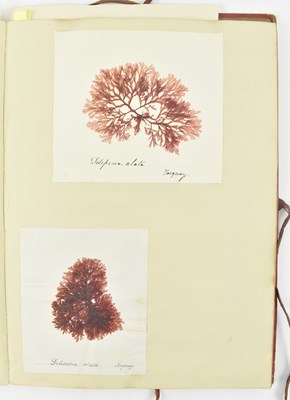 Lot 50 - PHYCOLOGY. VICTORIAN ALBUM OF PRESSED SEAWEED SPECIMENS FROM TORQUAY 1858