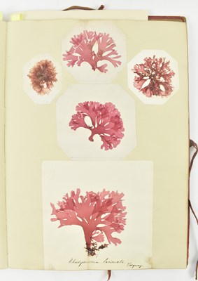 Lot 50 - PHYCOLOGY. VICTORIAN ALBUM OF PRESSED SEAWEED SPECIMENS FROM TORQUAY 1858
