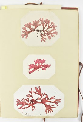 Lot 50 - PHYCOLOGY. VICTORIAN ALBUM OF PRESSED SEAWEED SPECIMENS FROM TORQUAY 1858