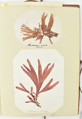 Lot 50 - PHYCOLOGY. VICTORIAN ALBUM OF PRESSED SEAWEED SPECIMENS FROM TORQUAY 1858