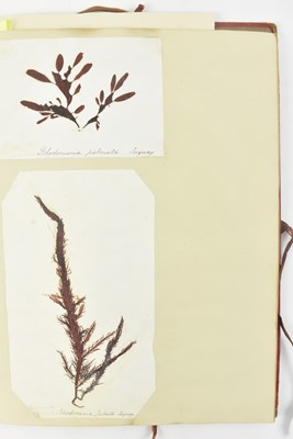 Lot 50 - PHYCOLOGY. VICTORIAN ALBUM OF PRESSED SEAWEED SPECIMENS FROM TORQUAY 1858
