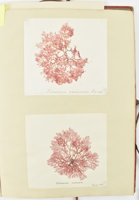 Lot 50 - PHYCOLOGY. VICTORIAN ALBUM OF PRESSED SEAWEED SPECIMENS FROM TORQUAY 1858