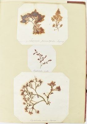 Lot 50 - PHYCOLOGY. VICTORIAN ALBUM OF PRESSED SEAWEED SPECIMENS FROM TORQUAY 1858