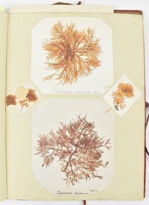 Lot 50 - PHYCOLOGY. VICTORIAN ALBUM OF PRESSED SEAWEED SPECIMENS FROM TORQUAY 1858