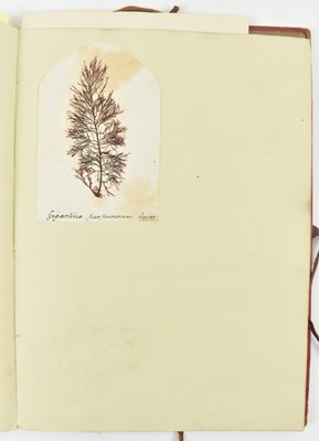 Lot 50 - PHYCOLOGY. VICTORIAN ALBUM OF PRESSED SEAWEED SPECIMENS FROM TORQUAY 1858